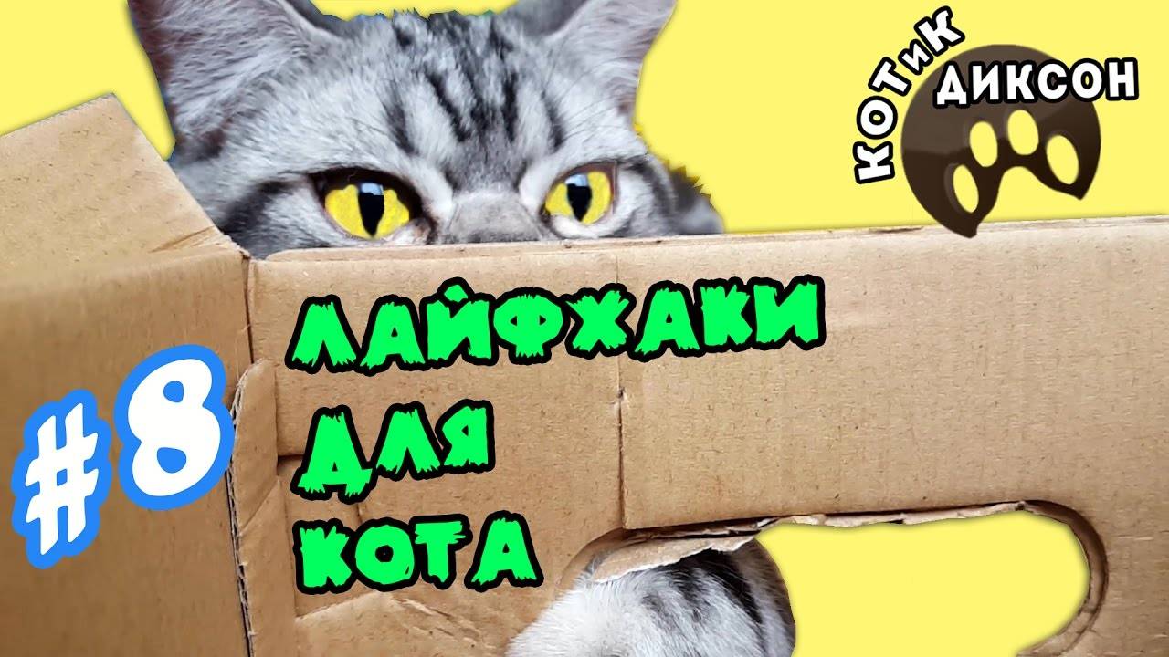10 лучших лайфхаков для владельцев кошек