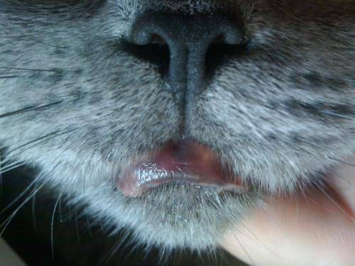 У кошки опухла нижняя губа: причины появления опухоли или шишки и лечение животного