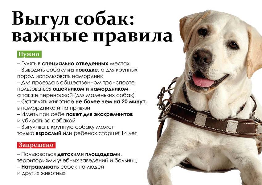Правила выгула собак: закон в 2019 году, штраф, запрещенные места, можно ли гулять без намордника и поводка в городе
