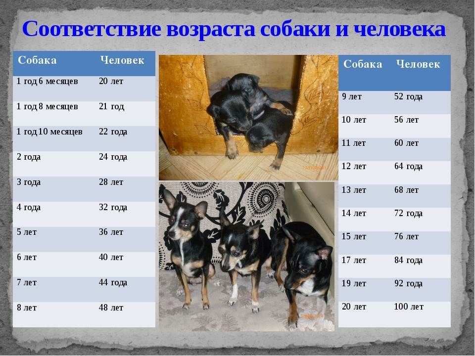 Один собачий год не равен 7 нашим: узнай настоящий возраст своей собаки