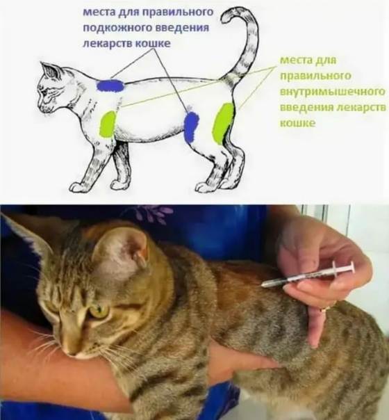 Как сделать укол кошке или коту в холку и внутримышечно?