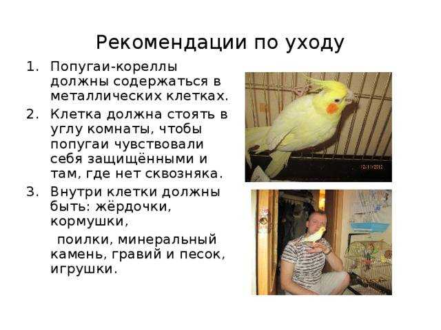 Особенности разведения попугаев корелл
