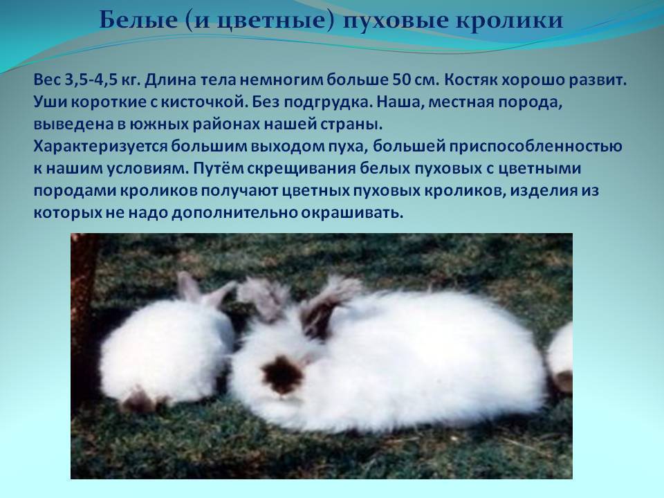 ᐉ ангорский пушистый кролик: обзор и описание пород, уход и содержание - zooon.ru