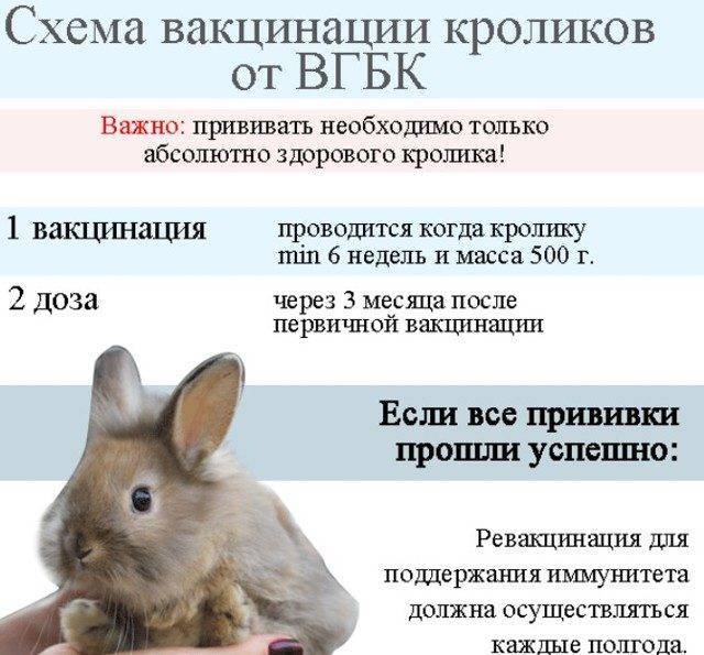 Что такое миксоматоз у кроликов?