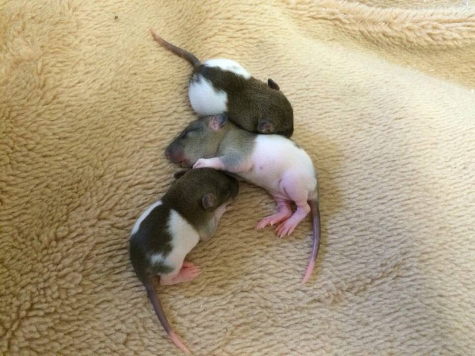 Сколько длится беременность у крыс, как рожают и в каком возрасте беременнеют