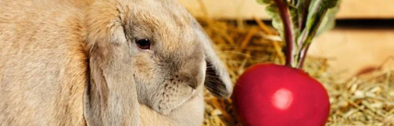 Сельдерей кроликам. Кролик вислоухий ест помидор. Кролик ест помидор. Еда для кроликов. Кролик с мандаринами.