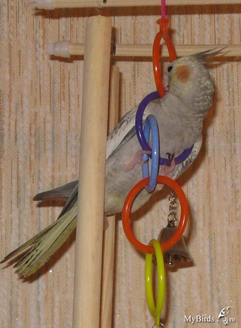 Жердочка для попугая: как сделать своими руками, диаметр и какие лучше для волнистых попугаев
