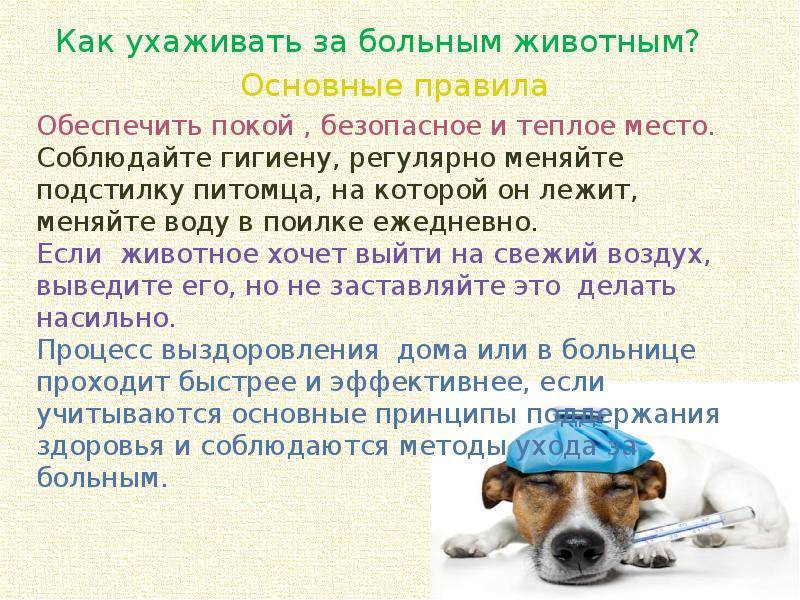 Уход за шерстью собаки: тримминг, стрижка, косметика и другие средства