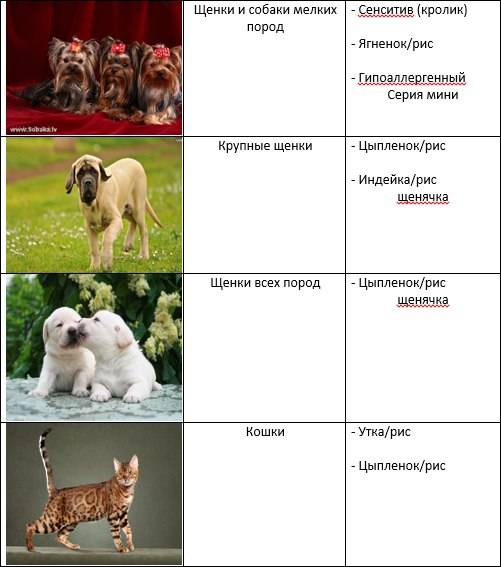 Что такое класс собаки или щенка: пет, брид, шоу-класс, методы определения, зачем нужно знать класс собаки