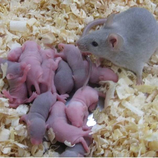Сколько живут мыши: оптимальные условия содержания 2020