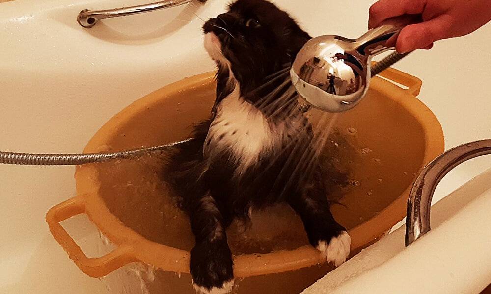 Как помыть кота - если он боится и чтобы не царапался, лапы, морду, хвост отдельно, уличное животное, как избавить от блох