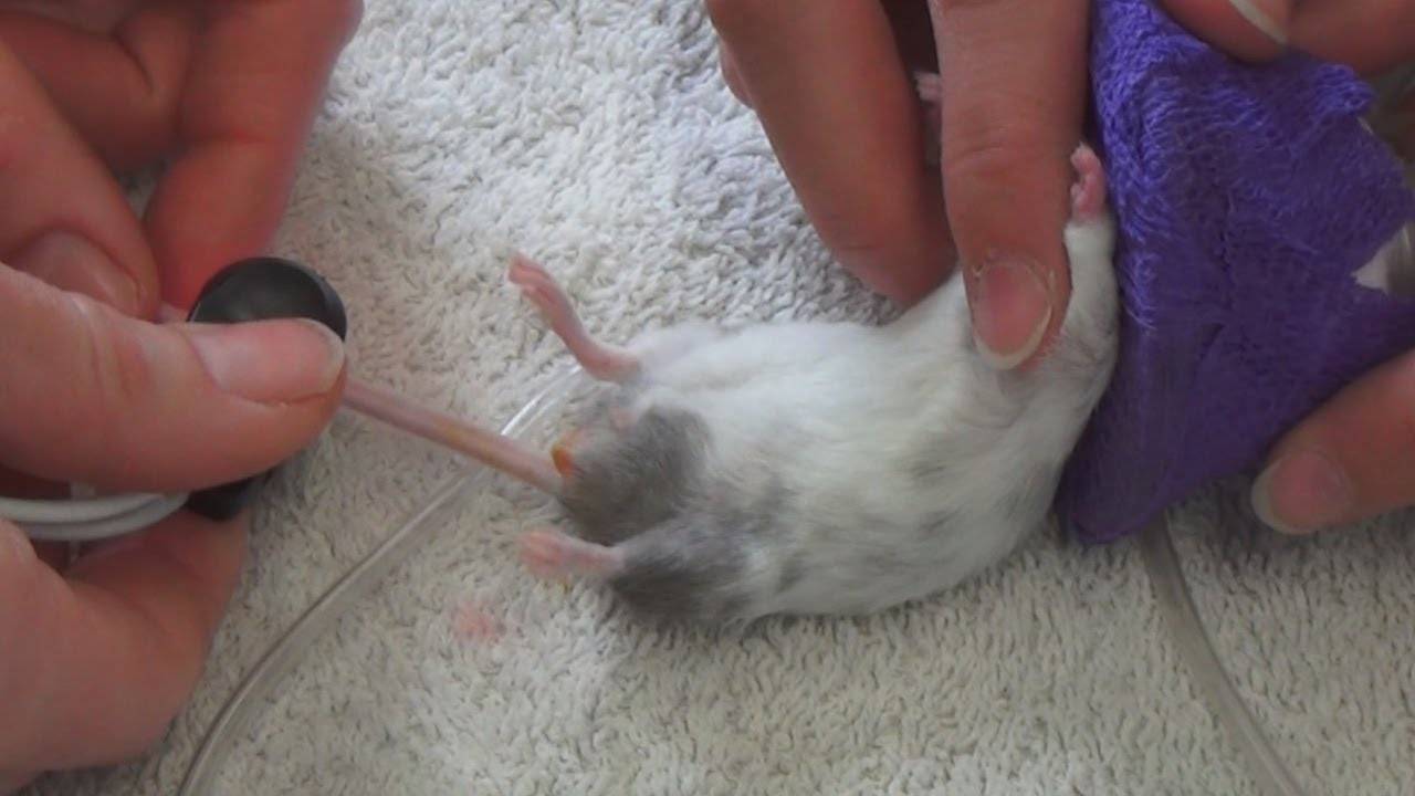 Кастрация и стерилизация крыс