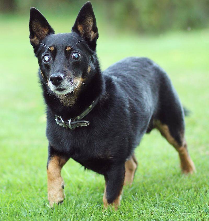 Ланкаширский хилер: содержание миниатюрных собак - компаньонов
