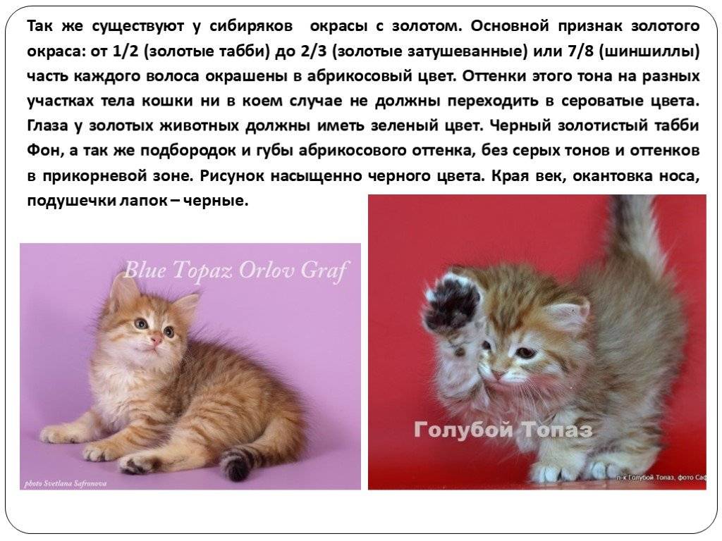 Сибирская голубая кошка: описание породы, здоровье, уход, покупка