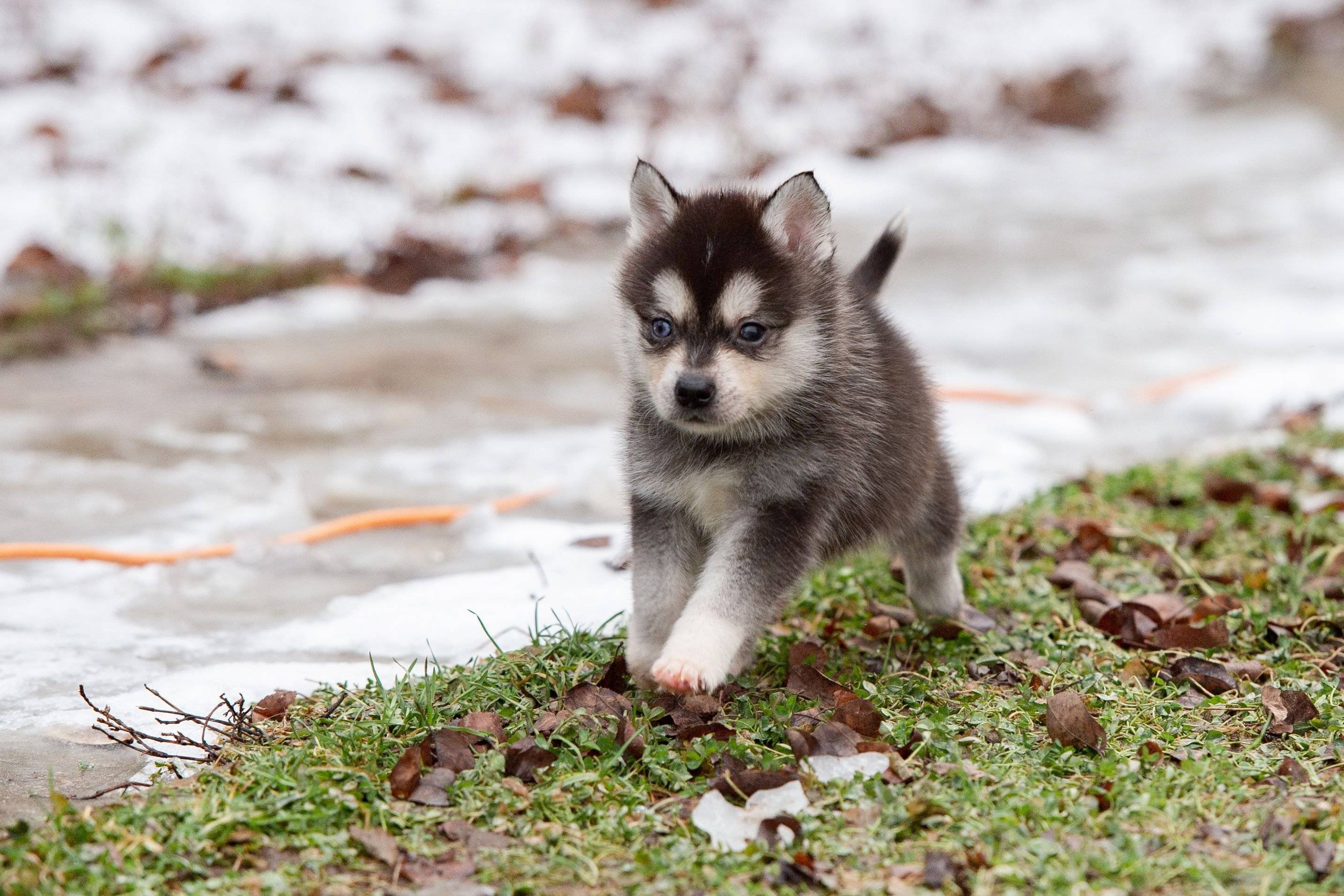 Аляскинский кли кай – это декоративная порода собак или мини хаски