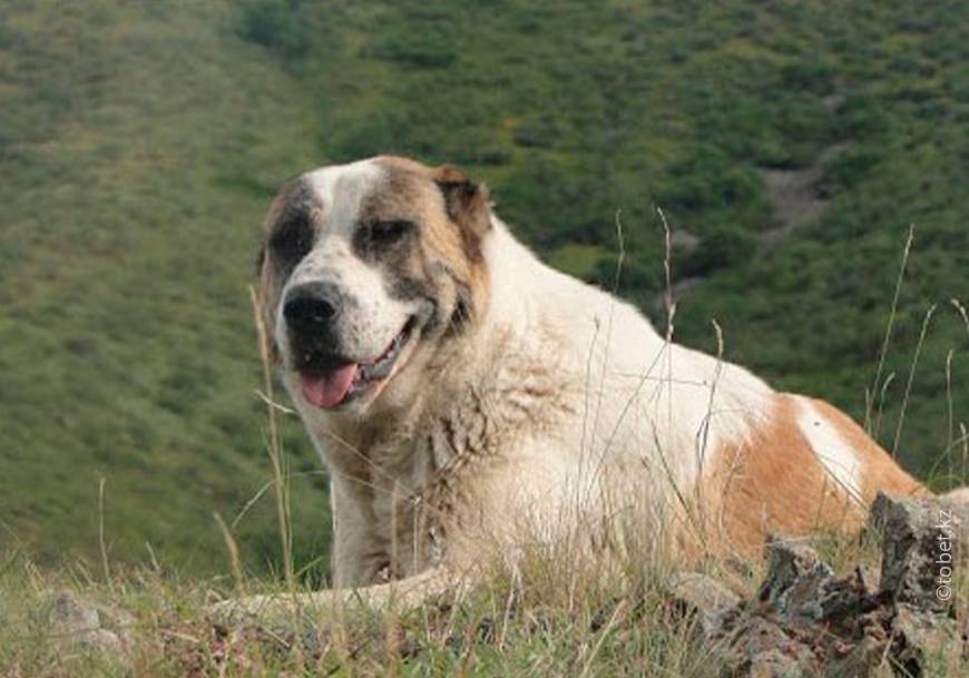 Казахский тобет — древняя собака-пастух