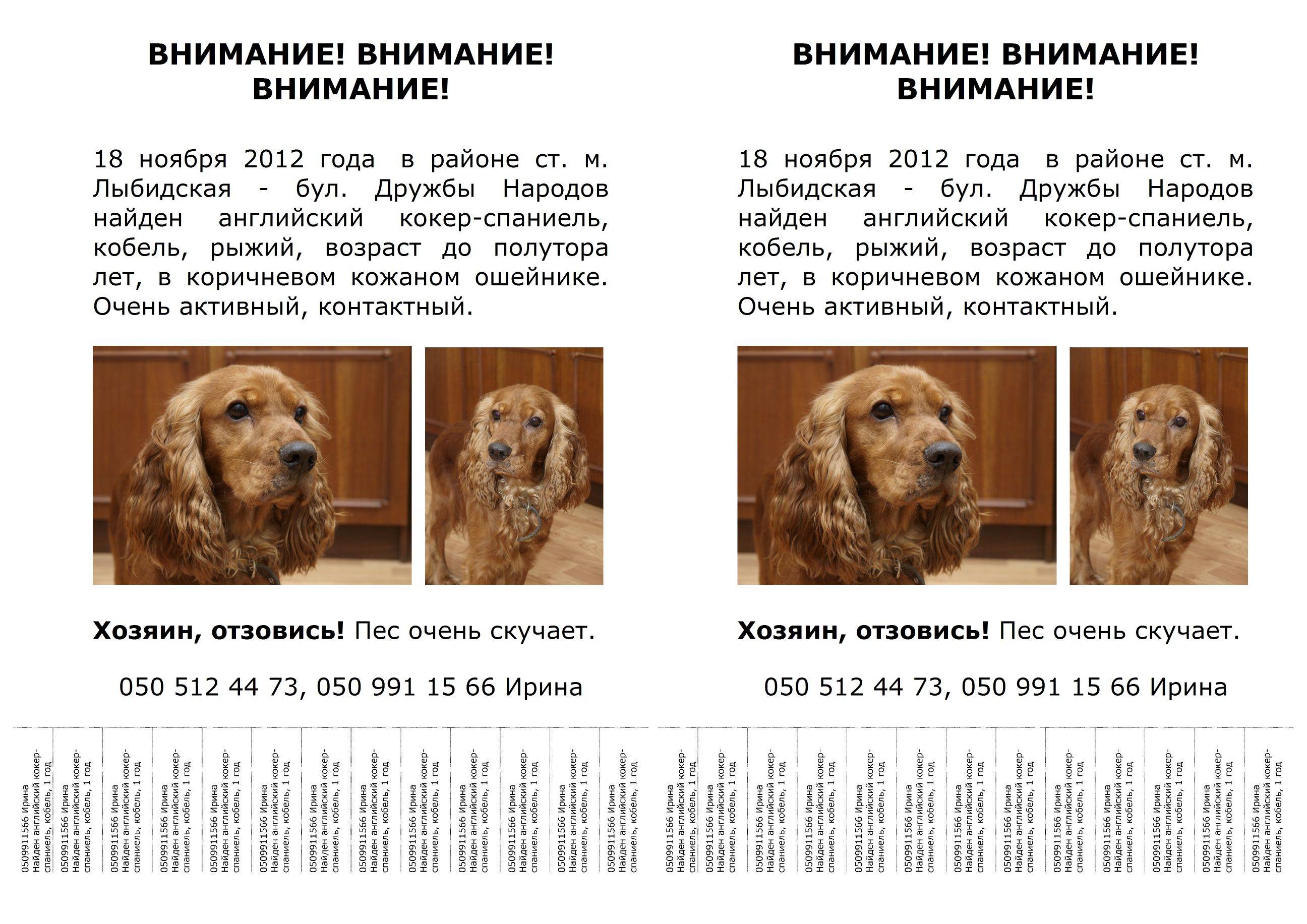 Кокер-спаниель — как выглядит щенок, основы грамотного ухода