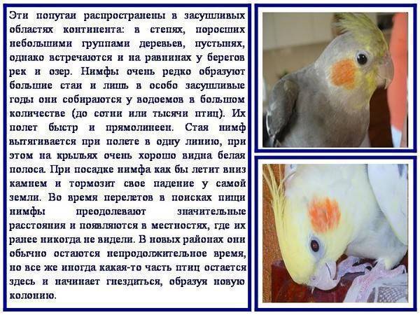 Школа попугая корелла – учимся говорить, петь и танцевать