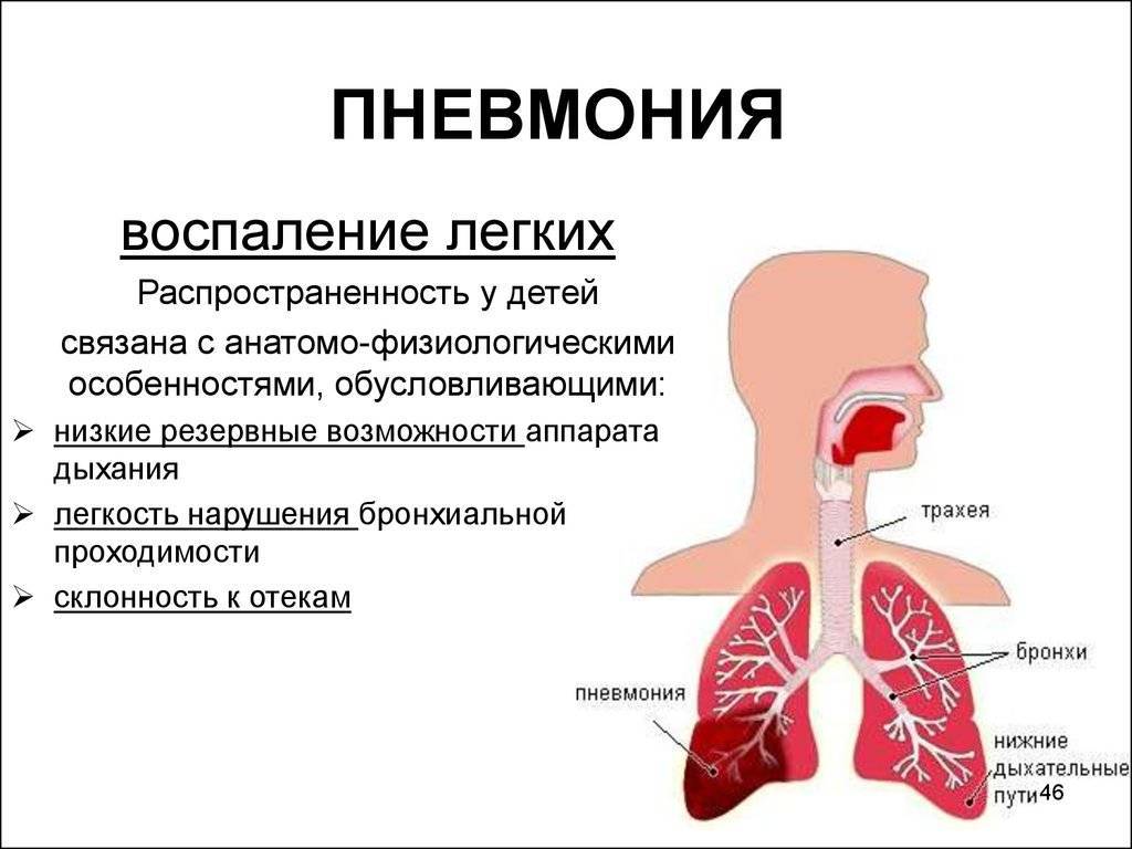 Как лечить воспаление легких у собак