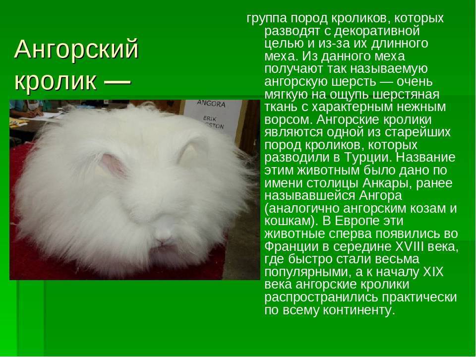 Ангорский кролик, исторические факты, характеристика пород, содержание