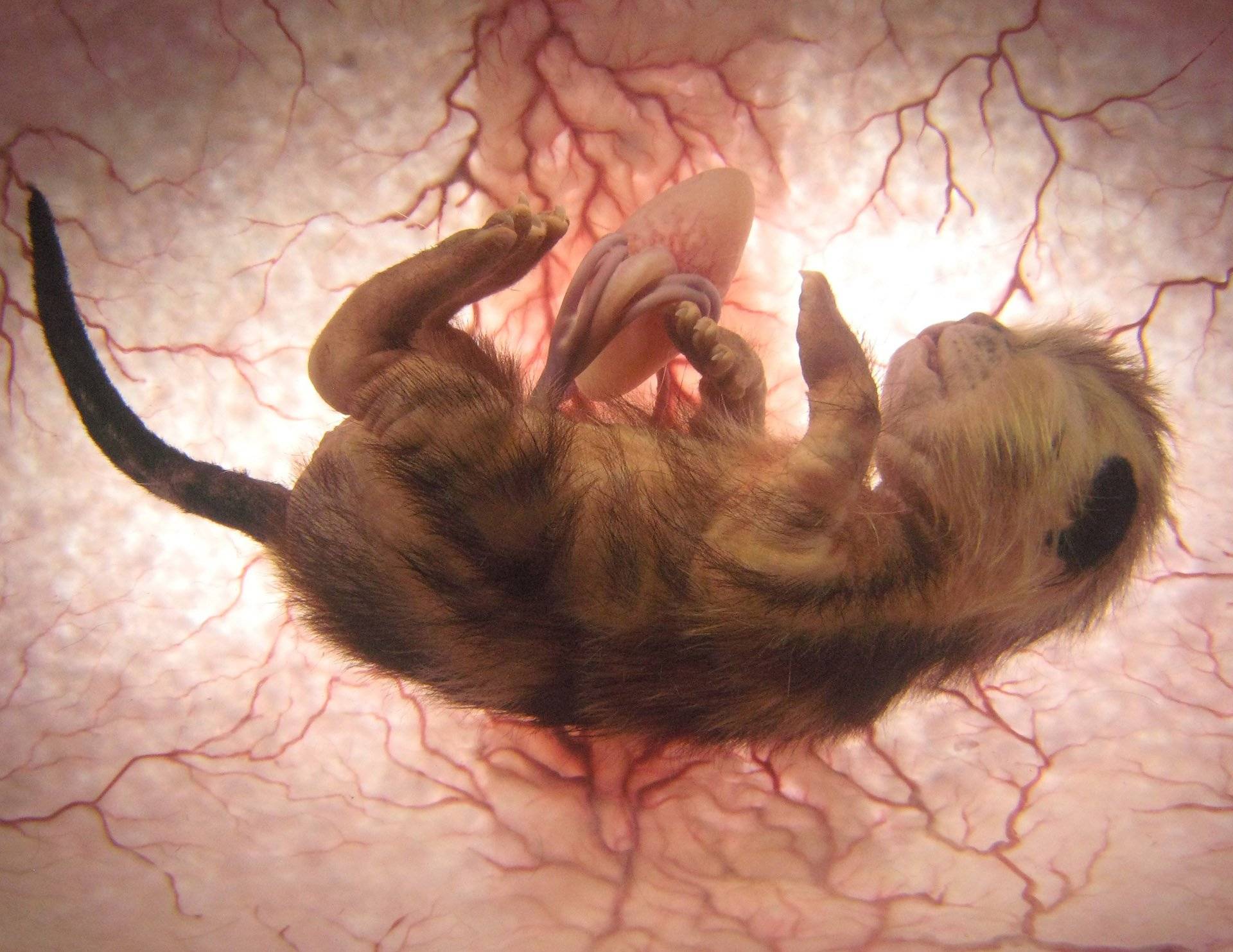 Через сколько беременеют кошки после родов. может ли кошка забеременеть сразу после родов