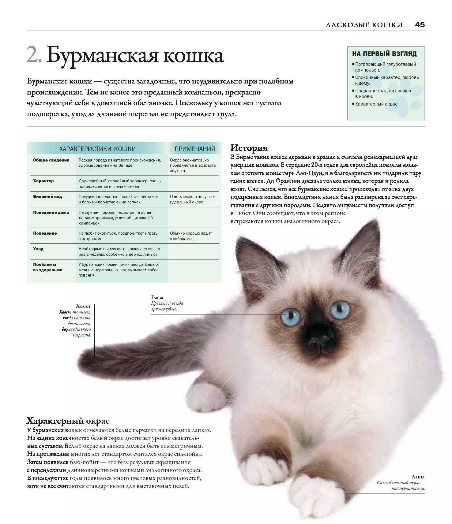 Сибирская кошка: фото, описание породы, уход, кормление, достоинства - zoosecrets
