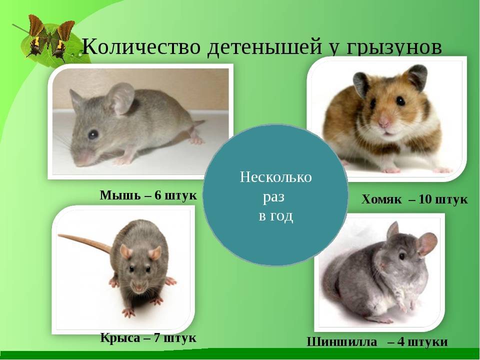 Хомяки, крысы, мыши - отличия и сходства и кого лучше выбрать?