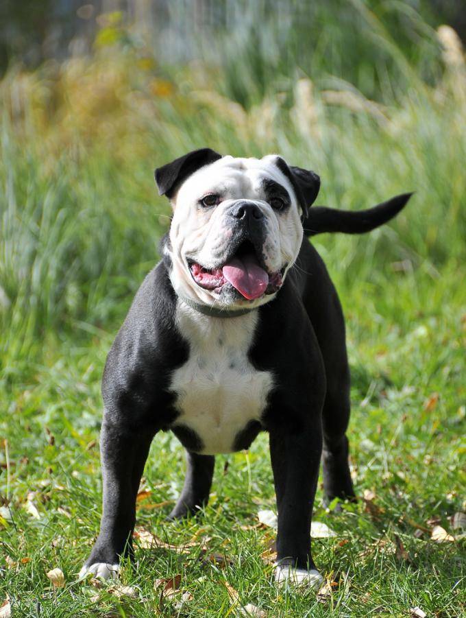 Бульдог: фото собаки, разновидности породы и особенности - animallist.ru