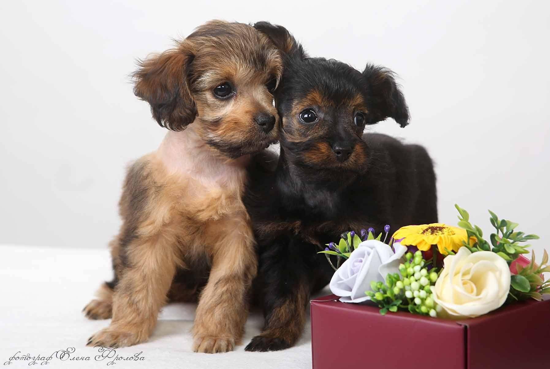 Петербургская орхидея: фото собаки и описание породы