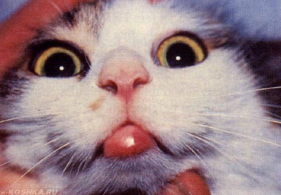 Эозинофильная гранулёма у кошек: причины, симптомы и способы лечения заболевания