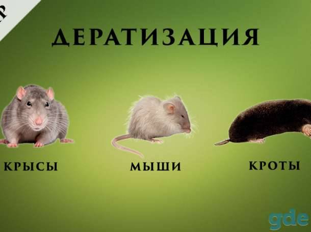 Чем отличается мышь от крысы - сходства и отличия грызунов, образ жизни, внешний вид, способы питания