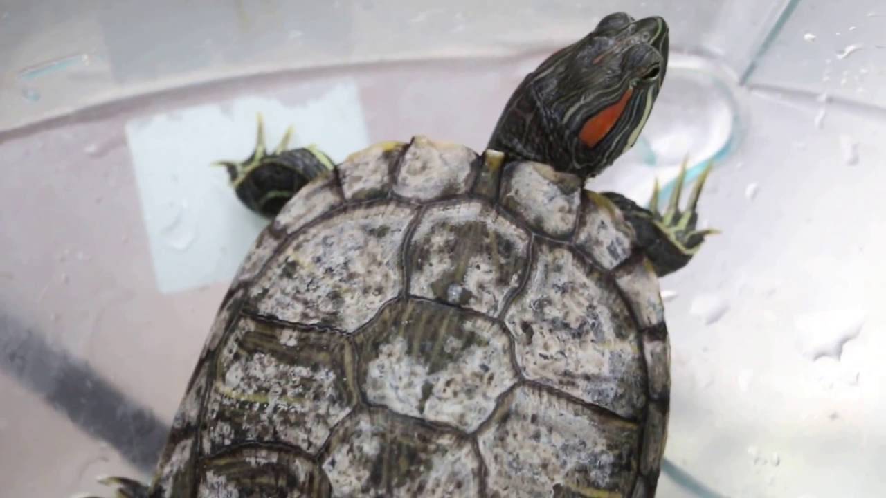 Линька у красноухих черепах - ростки жизни