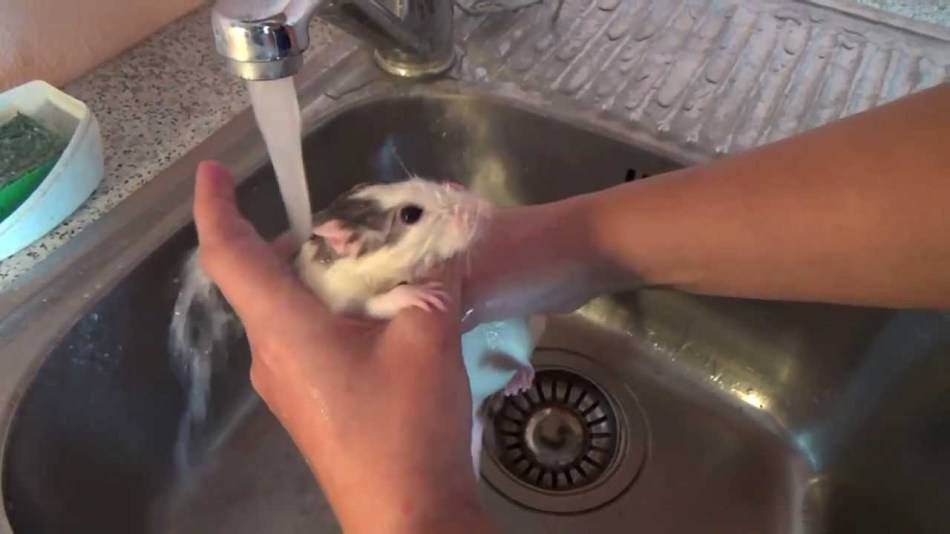 Купание крысы: как правильно и как часто мыть домашнюю крысу