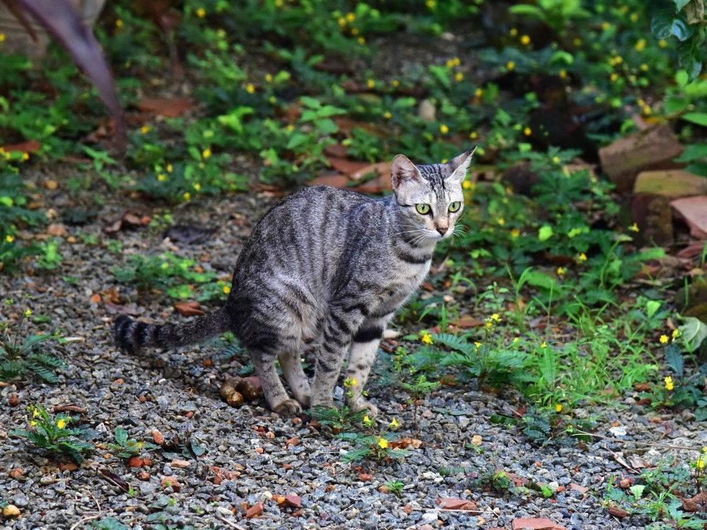 Кот ходит мимо лотка — самый полный список причин