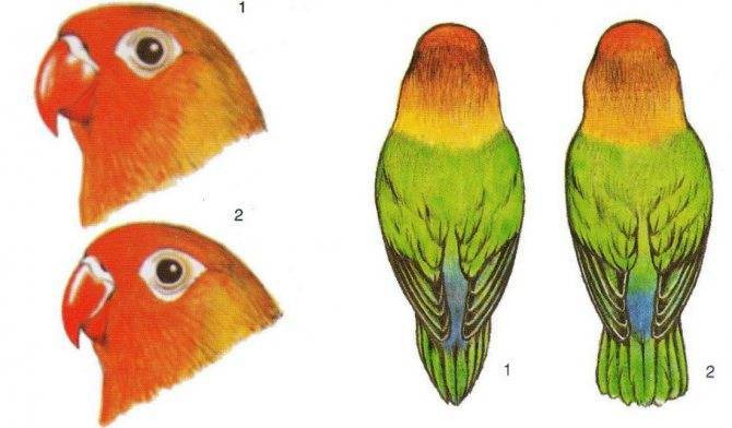 ? как определить пол попугая неразлучника - главные отличия
