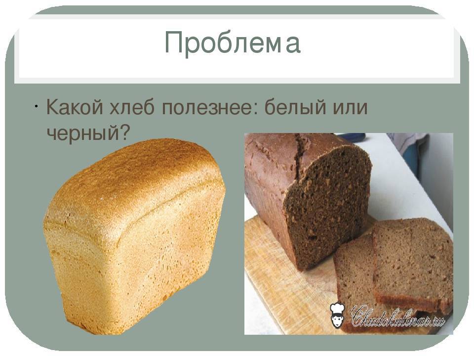 Что едят хомяки в домашних условиях: список продуктов которые можно и нельзя