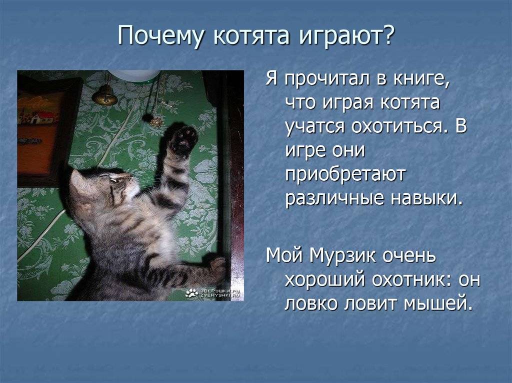 Почему коты любят пакеты и коробки