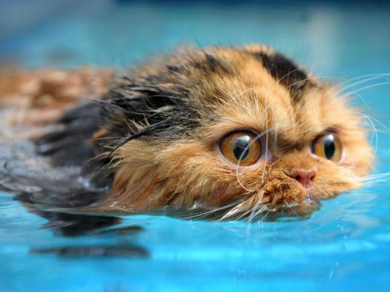 Как приучить котенка к водным процедурам и может ли он научиться плаванию
