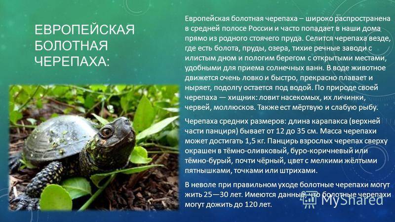 Европейская болотная черепаха в домашних условиях