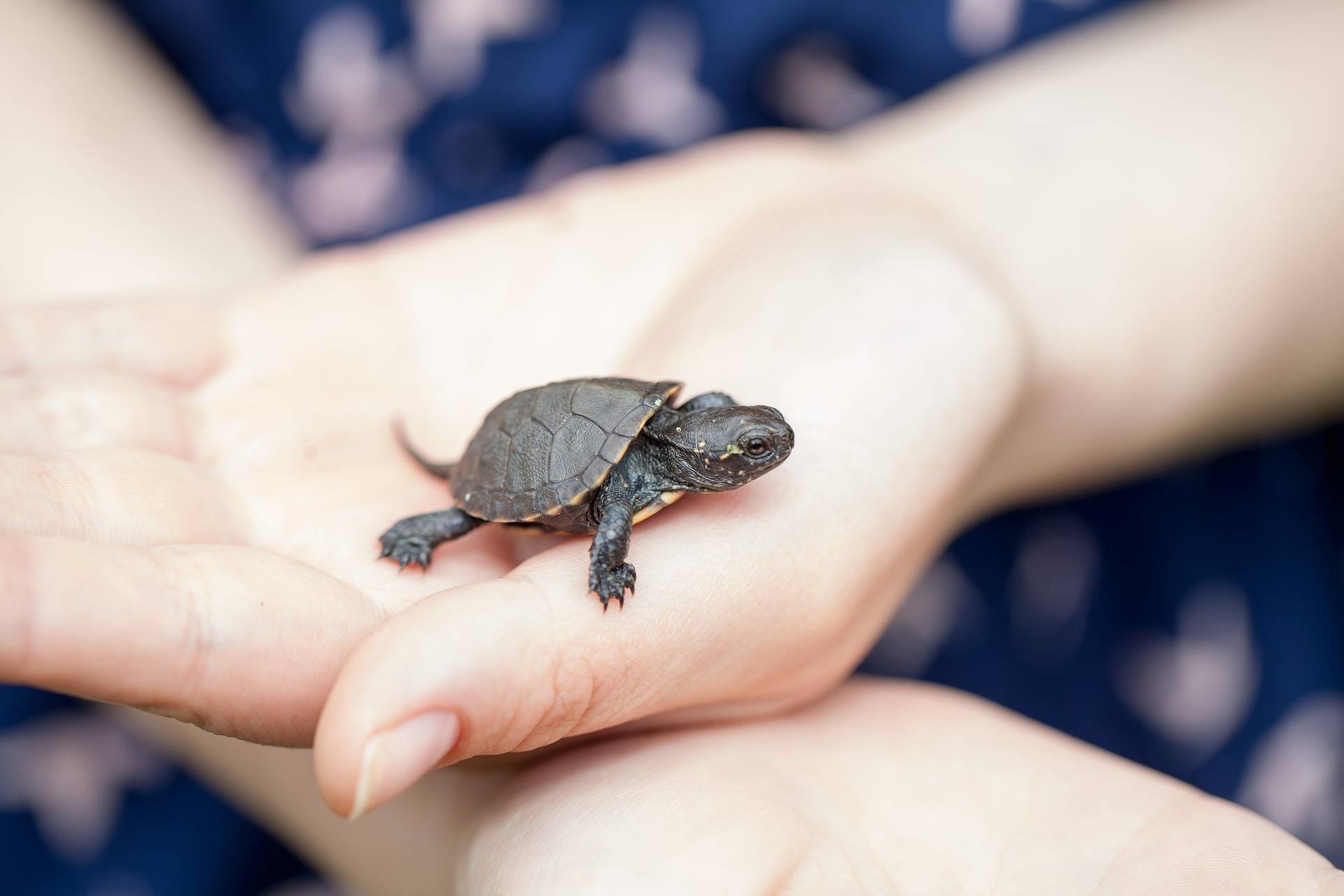 Самые маленькие сухопутные и морские черепахи в мире
