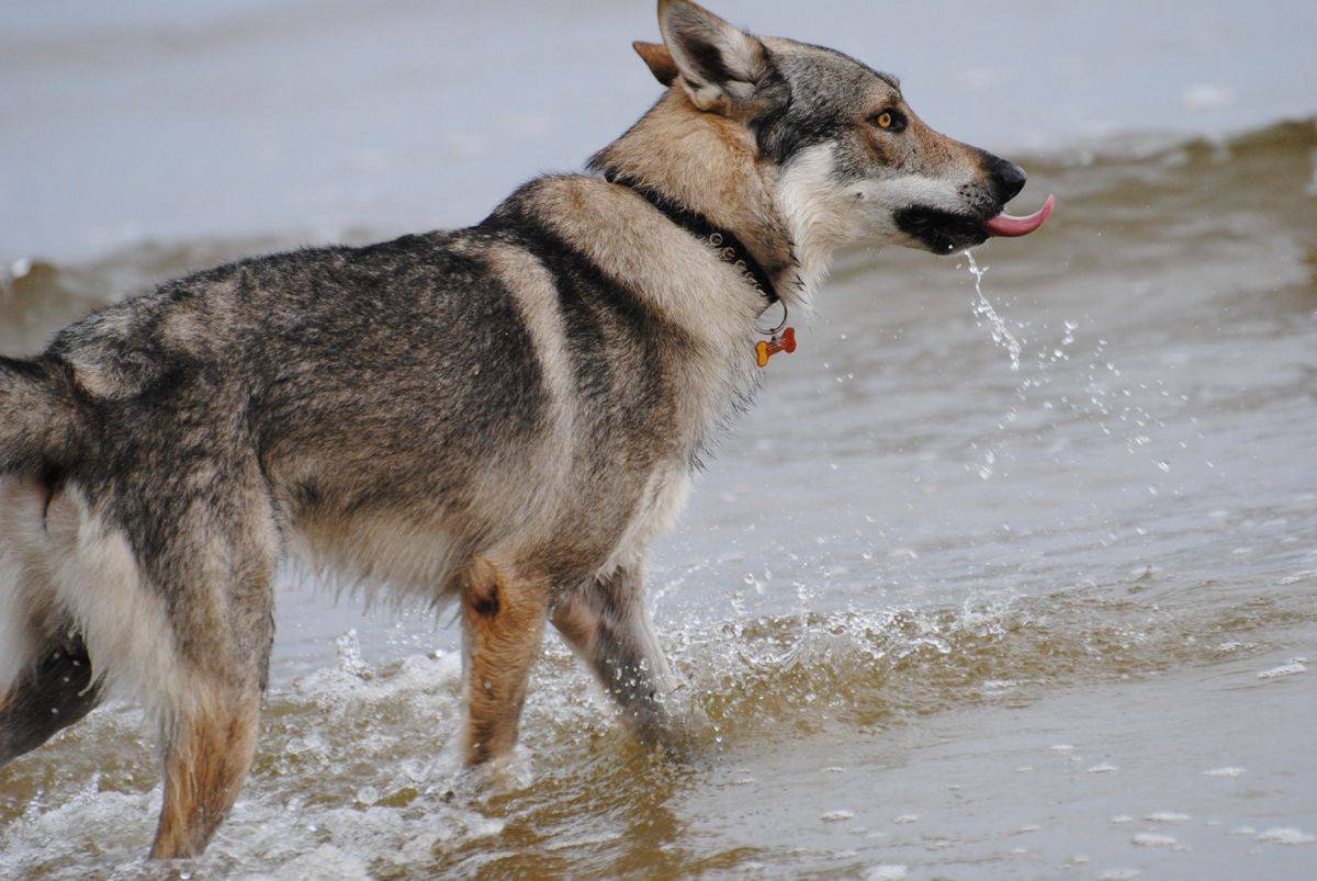 Волчья собака сарлоса: описание породы и рекомендации собаководам