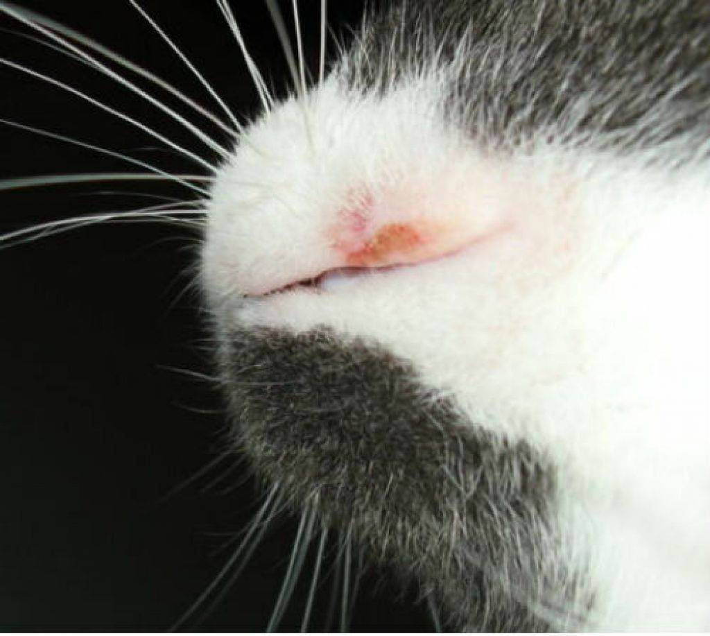 Что может быть черное в уголках рта у кошки?