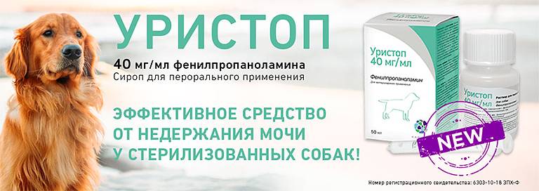 Причины того, что собака много пьет воды и мочится