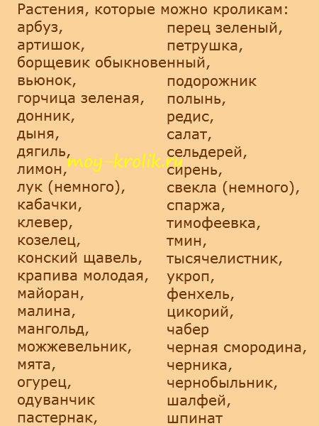 Какие ветки можно давать кроликам и для чего это нужно?
