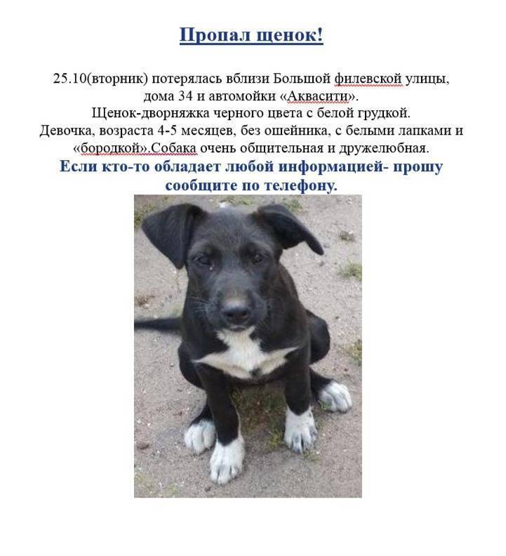 Клички для таксы девочки