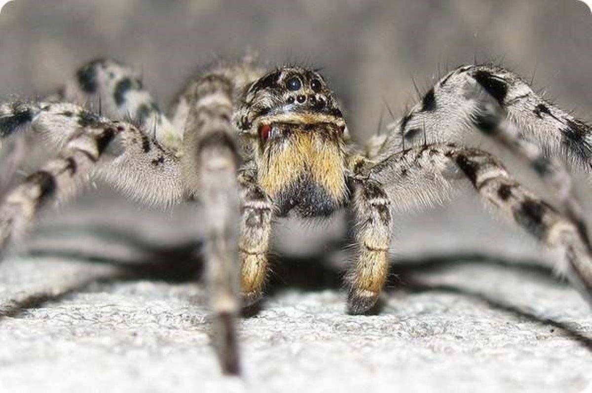 Паук с рисунком на спине название. шипастый паук – кругопряд, или рогатый паук