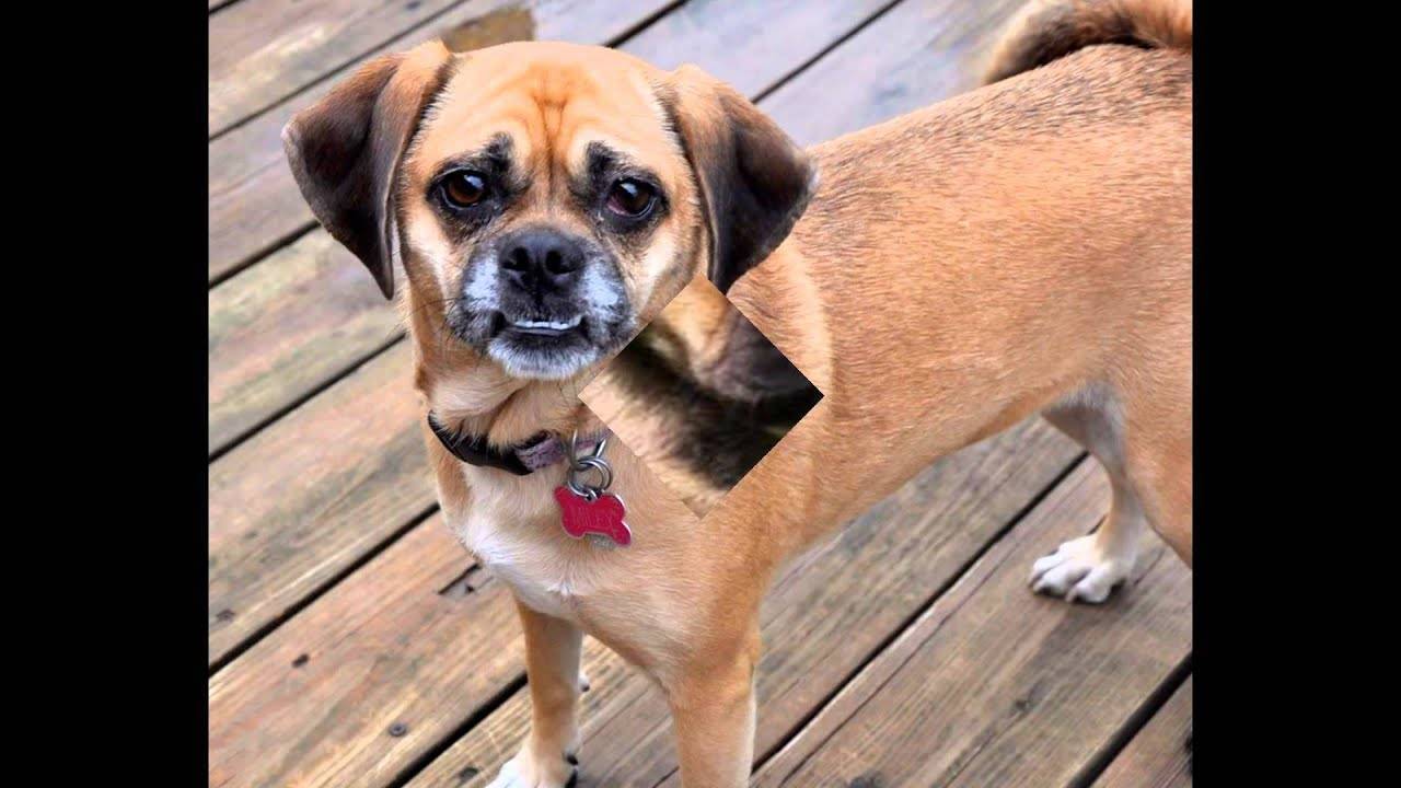 Порода собак пагль и ее характеристики с фото