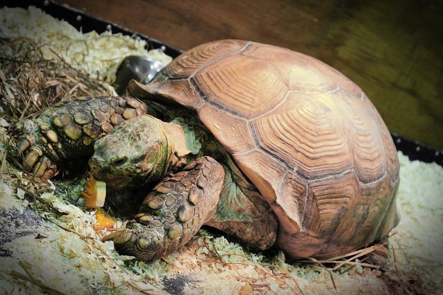 Черепаха приходит первой. Сухопутная черепаха шпороносная. Шпороносная черепаха Сухопутные черепахи. Амазонская черепаха. Черепаха шпороносная самец.