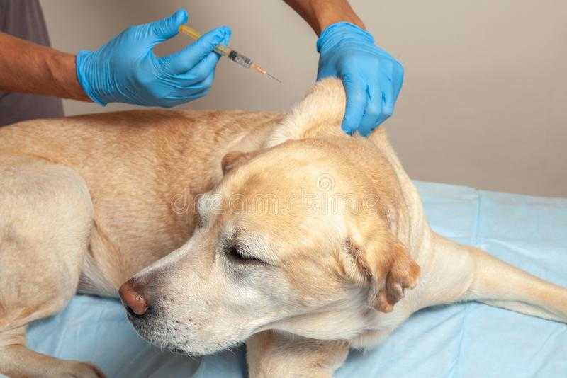 Вакцинация собак – правила, особенности, схема