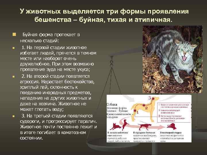 Бешенство. симптомы и первая помощь